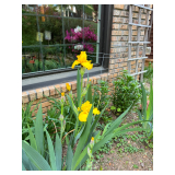 Iris