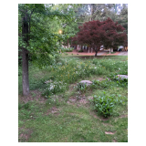 Japanese maple