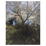 Yoshino Cherry in spring