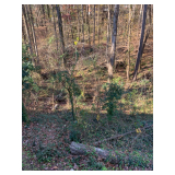 Creek and deep woods in back yard