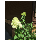 Limelight hydrangea