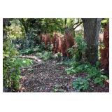 818-Back Yard