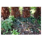 826-Back Yard