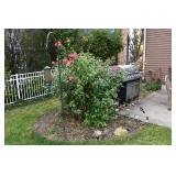1594-Back Yard