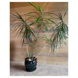 5ft Tall Variegated Dracaena Marginata in Ceramic Planter
