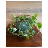 Variegated Pothos in Green Ceramic Planter