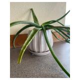 Aloe Vera in White Fluted Ceramic Planter