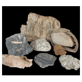 Fossil Coral and Carinoidal Marble Specimens & More