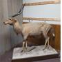 Tools, Lighting, Gunsmithing, Gun Parts, Etc  Online Only Auction