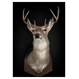 Mounted Deer Head Taxidermy