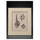 Framed Signed Shell Illustration