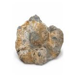 Ammonite Fossil In Rock Matrix Ammonite Fossil In Rock Matrix