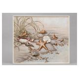 Signed Letterman Seashells Framed Wall Art