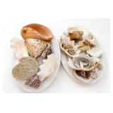 Seashell Collection With Coral On Display Platter