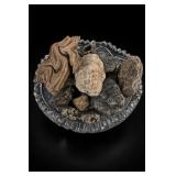 Stromatolite Fossil Rock Collection