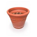 Potted Hosta Plant