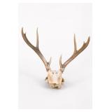 Deer Antlered Skull With Antlers