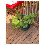 Petunias in a big planter
