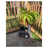Potted plant