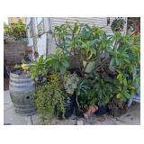 Plants 