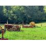 This Countryside Johnson City Farm offers a Midcentury vibe, a few dolls and a tractor or two!