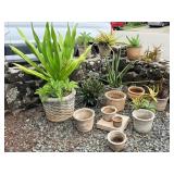 FTH323 - Outdoor Large Potted Plant Bundle ( Plant / Pot )