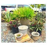 FTH325 - Bundle of Concrete Pot Potted Plants ( Plant / Pot )