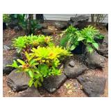 FTH328 - Pair of Large Potted Plants Bundle ( Plant / Pot )