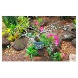 FTH329 - Bonsai 100 Year Old Desert Rose Plant ( Plants / Pot )