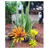 FTH338 - Very Large Potted Plant Ecosystem ( Plants / Garden)