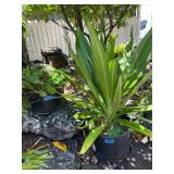 FTH374 - Two Large Potted Plants ( Pot / Pots / Garden )