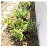 FTH375 - Three Potted Succulents ( Pot / Pots / Garden )