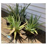 FTH376 - 5 Large Potted Succulents ( Pot / Pots / Garden )