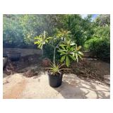 FTH390 - Large Plumeria + Pineapple Combo Bundle ( Plants / Pot / Garden )