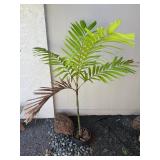 ARS278 - Small Palm Tree