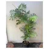 ARS279 - Bamboo Palm