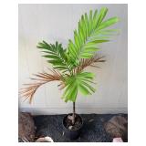 ARS281 - Small Palm Tree