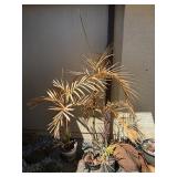ARS283 - Trio of Small Palm Trees
