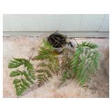 ARS284 - Pot of Ferns