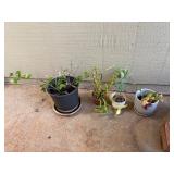 ARS285 - Collection of 4 Small Plants