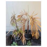 ARS286 - 2 Small Palm Trees