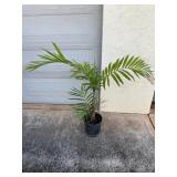 ARS287 - Small Palm Tree