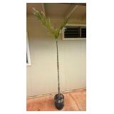 ARS288 - Tall Palm Tree