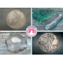 Carmel Coin, Rock and Gem Collection Bidding is Open