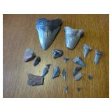 Vintage Shark Teeth 