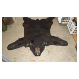 Alberta Canada Black Bear