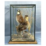 Quail Taxidermy In Glass Display, Approx 13" x 9.5" 