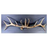  Elk 6x6 Antler Rack, Lengths Range 46" - 51"