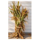 Tied Bundle of Dried Corn Stalks
