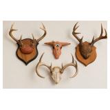 Collection of Deer Antler Taxidermy Mounts and Decorative Skulls